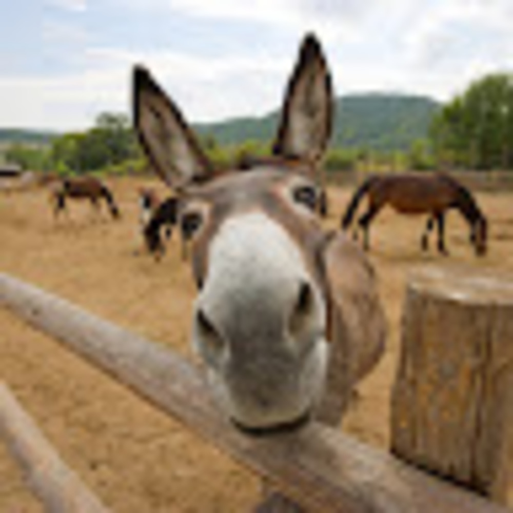 Meet your Posher, Nova